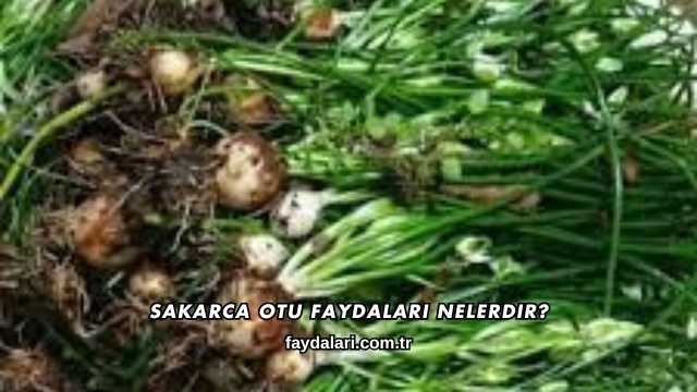 Sakarca Otu Faydaları Nelerdir?