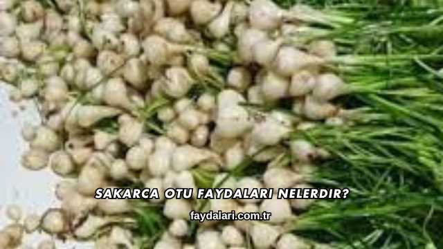 Sakarca Otu Faydaları Nelerdir?