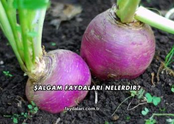 Şalgam Faydaları Nelerdir?