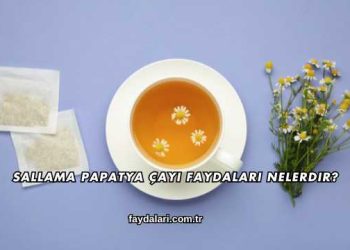 Sallama Papatya Çayı Faydaları Nelerdir?
