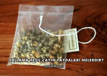 Sallama Yeşil Çayın Faydaları Nelerdir?