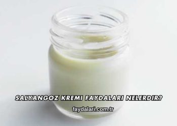 Salyangoz Kremi Faydaları Nelerdir?