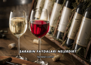 Şarabın Faydaları Nelerdir?