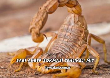 Sarı Akrep Sokması Tehlikeli mi?