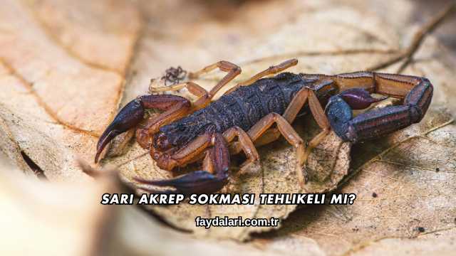 Sarı Akrep Sokması Tehlikeli mi?