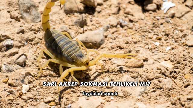 Sarı Akrep Sokması Tehlikeli mi?