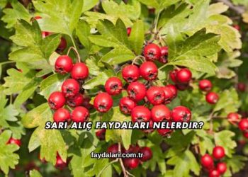 Sarı Alıç Faydaları Nelerdir?