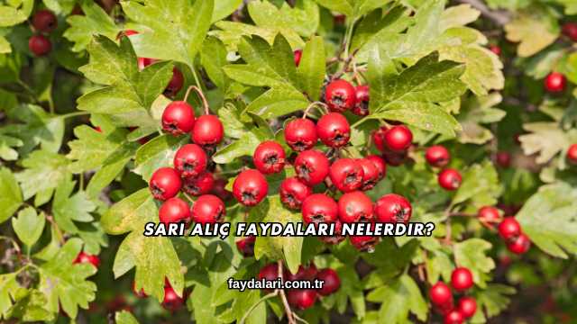 Sarı Alıç Faydaları Nelerdir?