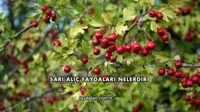 Sarı Alıç Faydaları Nelerdir?