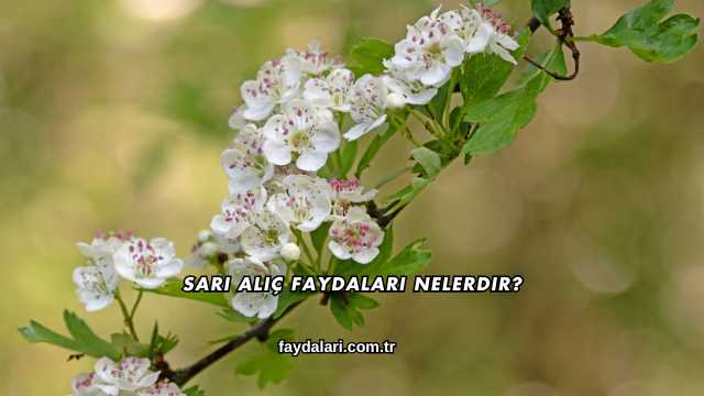 Sarı Alıç Faydaları Nelerdir?