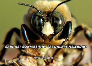 Sarı Arı Sokmasının Faydaları Nelerdir?
