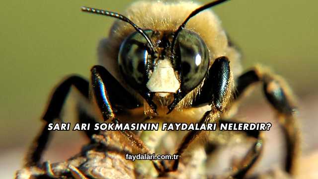 Sarı Arı Sokmasının Faydaları Nelerdir?