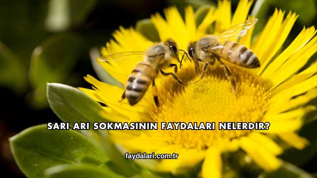 Sarı Arı Sokmasının Faydaları Nelerdir?