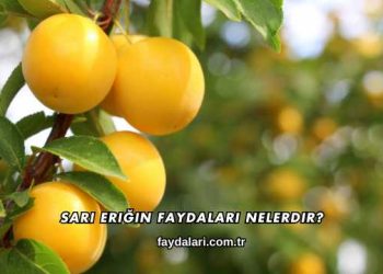 Sarı Eriğin Faydaları Nelerdir?