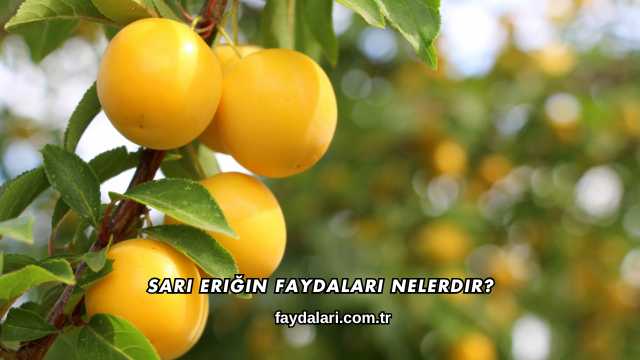 Sarı Eriğin Faydaları Nelerdir?