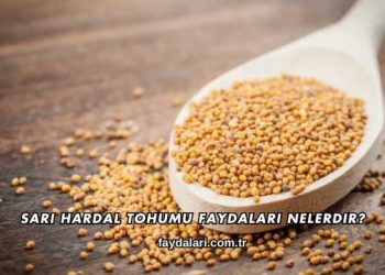 Sarı Hardal Tohumu Faydaları Nelerdir?