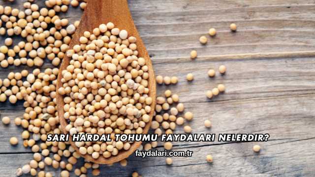 Sarı Hardal Tohumu Faydaları Nelerdir?