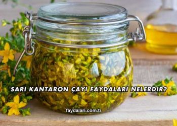 Sarı Kantaron Çayı Faydaları Nelerdir?