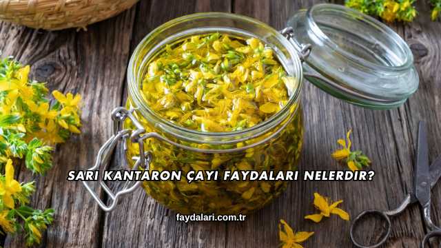 Sarı Kantaron Çayı Faydaları Nelerdir?