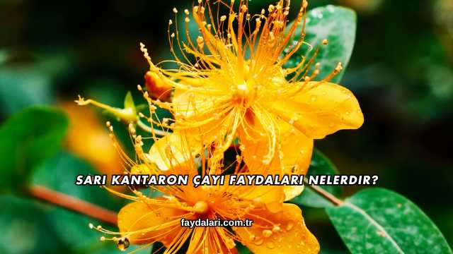 Sarı Kantaron Çayı Faydaları Nelerdir?