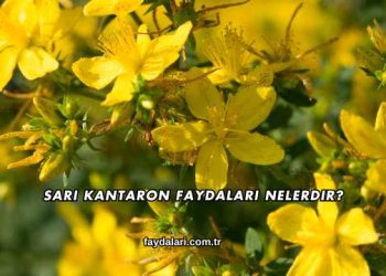 Sarı Kantaron Faydaları Nelerdir?