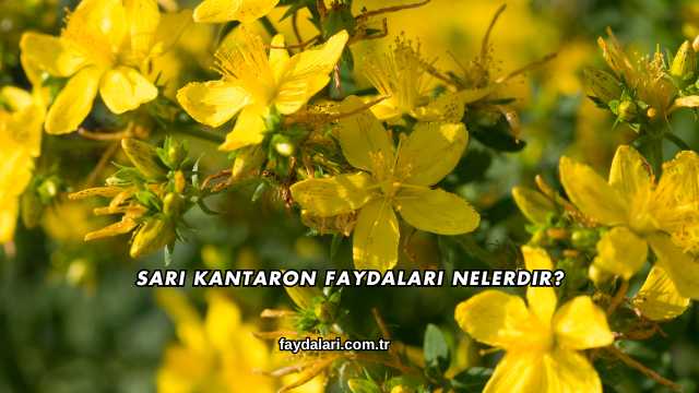 Sarı Kantaron Faydaları Nelerdir?