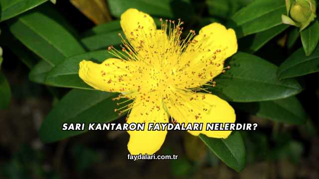 Sarı Kantaron Faydaları Nelerdir?