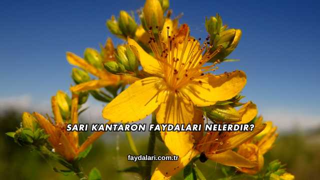 Sarı Kantaron Faydaları Nelerdir?