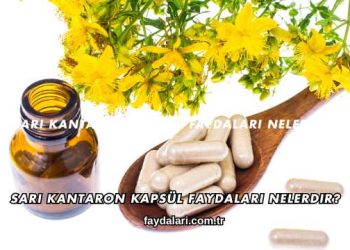 Sarı Kantaron Kapsül Faydaları Nelerdir?