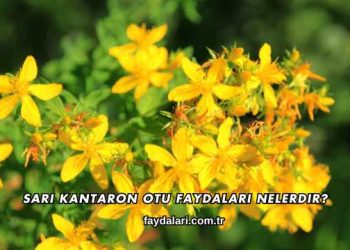 Sarı Kantaron Otu Faydaları Nelerdir?