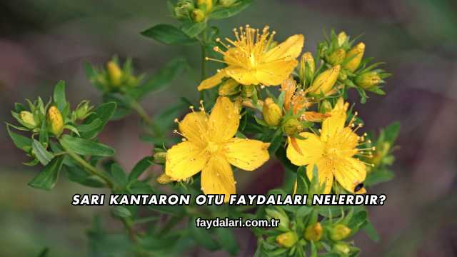 Sarı Kantaron Otu Faydaları Nelerdir?