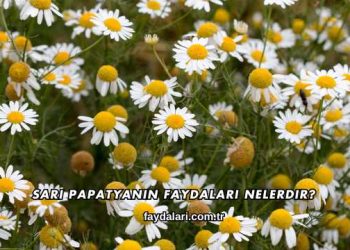 Sarı Papatyanın Faydaları Nelerdir?
