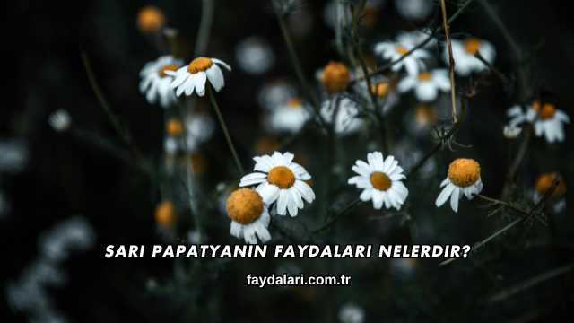 Sarı Papatyanın Faydaları Nelerdir?
