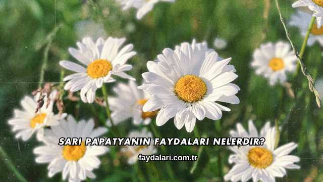 Sarı Papatyanın Faydaları Nelerdir?