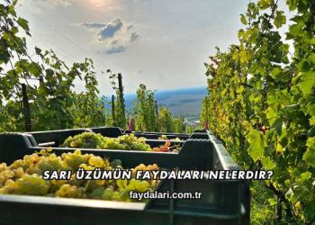 Sarı Üzümün Faydaları Nelerdir?