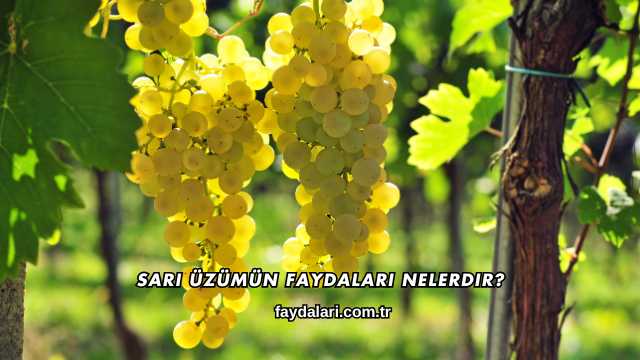 Sarı Üzümün Faydaları Nelerdir?