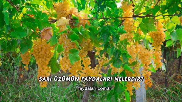 Sarı Üzümün Faydaları Nelerdir?