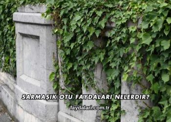 Sarmaşık Otu Faydaları Nelerdir?