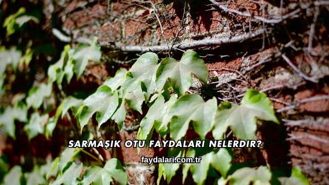 Sarmaşık Otu Faydaları Nelerdir?