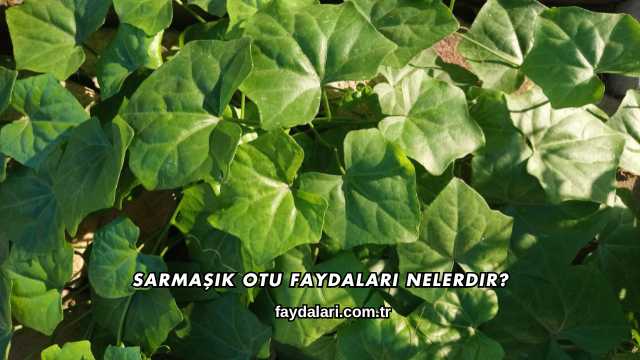 Sarmaşık Otu Faydaları Nelerdir?