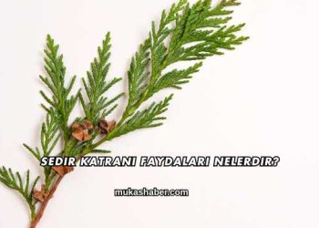 Sedir Katranı Faydaları Nelerdir?