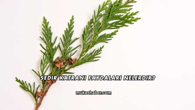 Sedir Katranı Faydaları Nelerdir?