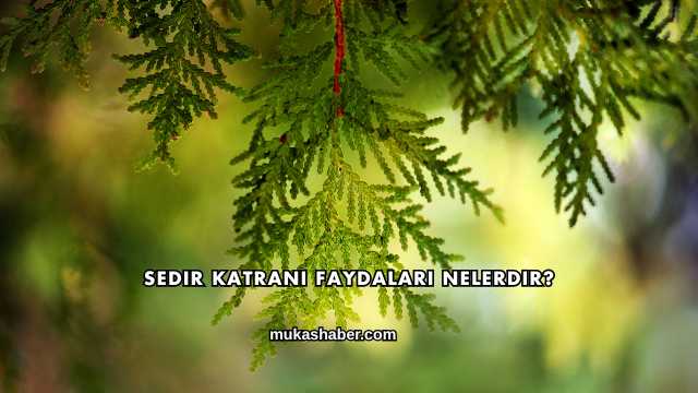 Sedir Katranı Faydaları Nelerdir?