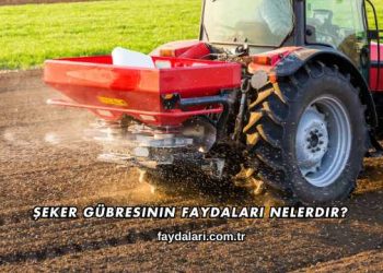 Şeker Gübresinin Faydaları Nelerdir?
