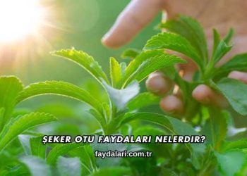 Şeker Otu Faydaları Nelerdir?
