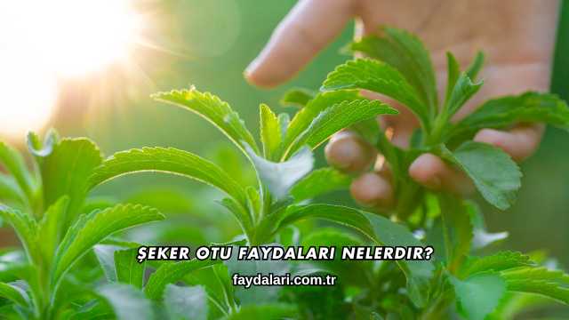 Şeker Otu Faydaları Nelerdir?