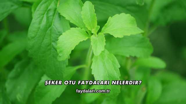 Şeker Otu Faydaları Nelerdir?