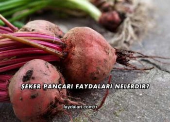 Şeker Pancarı Faydaları Nelerdir?