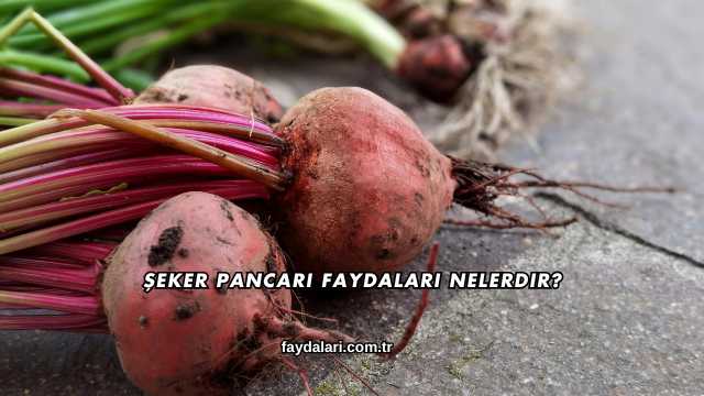 Şeker Pancarı Faydaları Nelerdir?