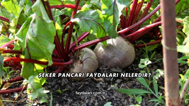 Şeker Pancarı Faydaları Nelerdir?